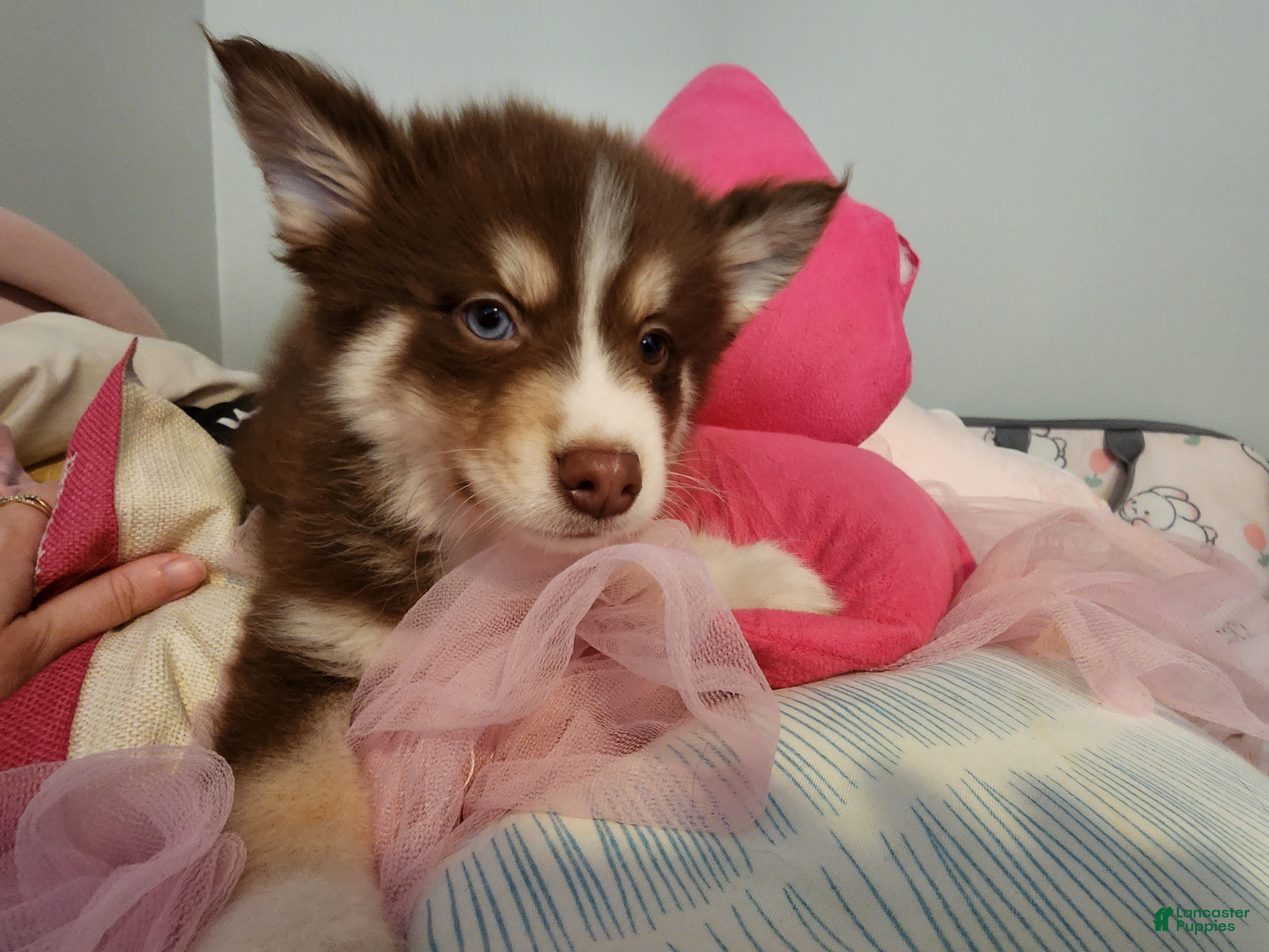 Pomsky dogs Bowser - Ad 19