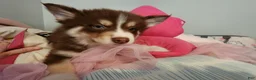 Pomsky dogs for sale: Bowser - Ad 1