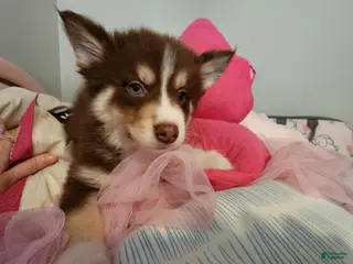 Pomsky dogs Bowser - Ad 19