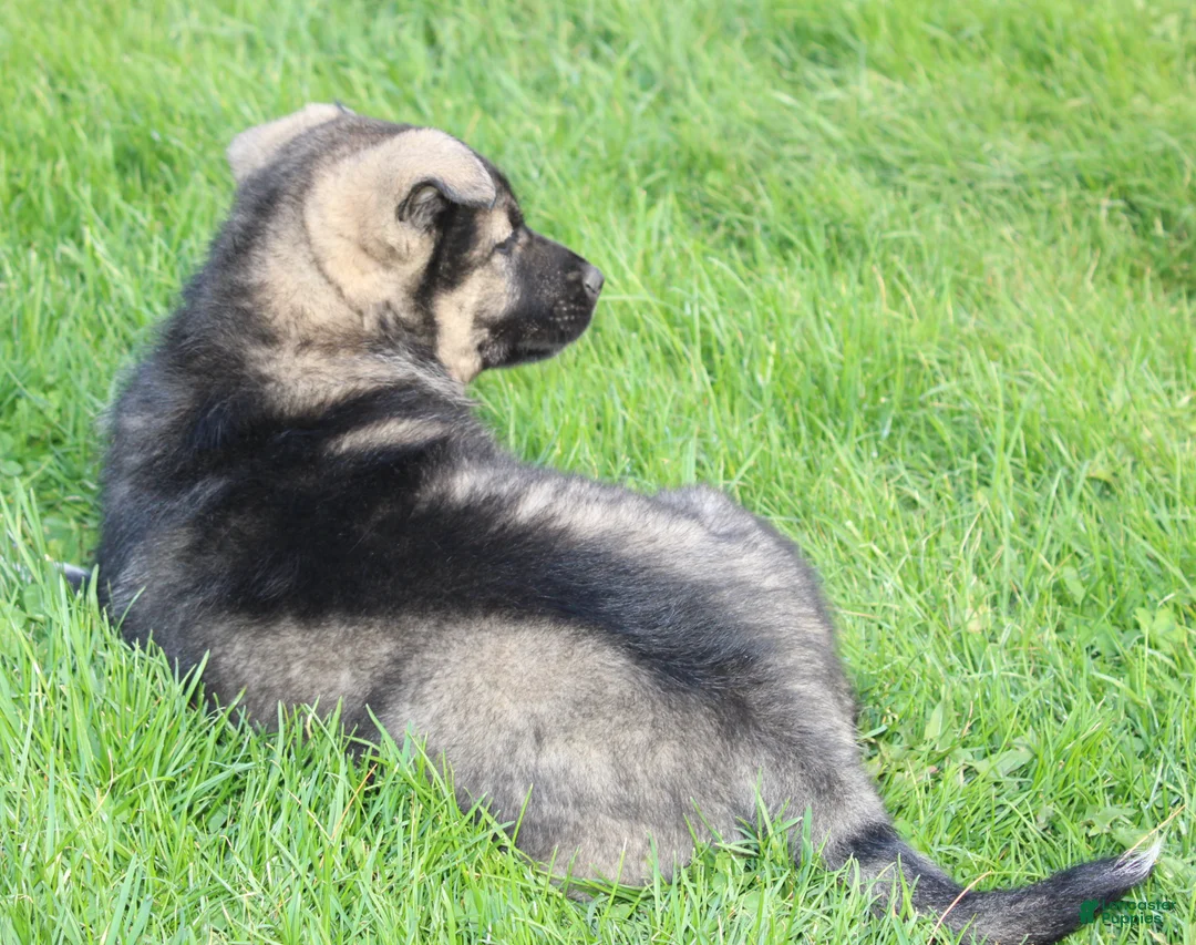 Mixed Breed dogs for sale: Bear - Ad 2