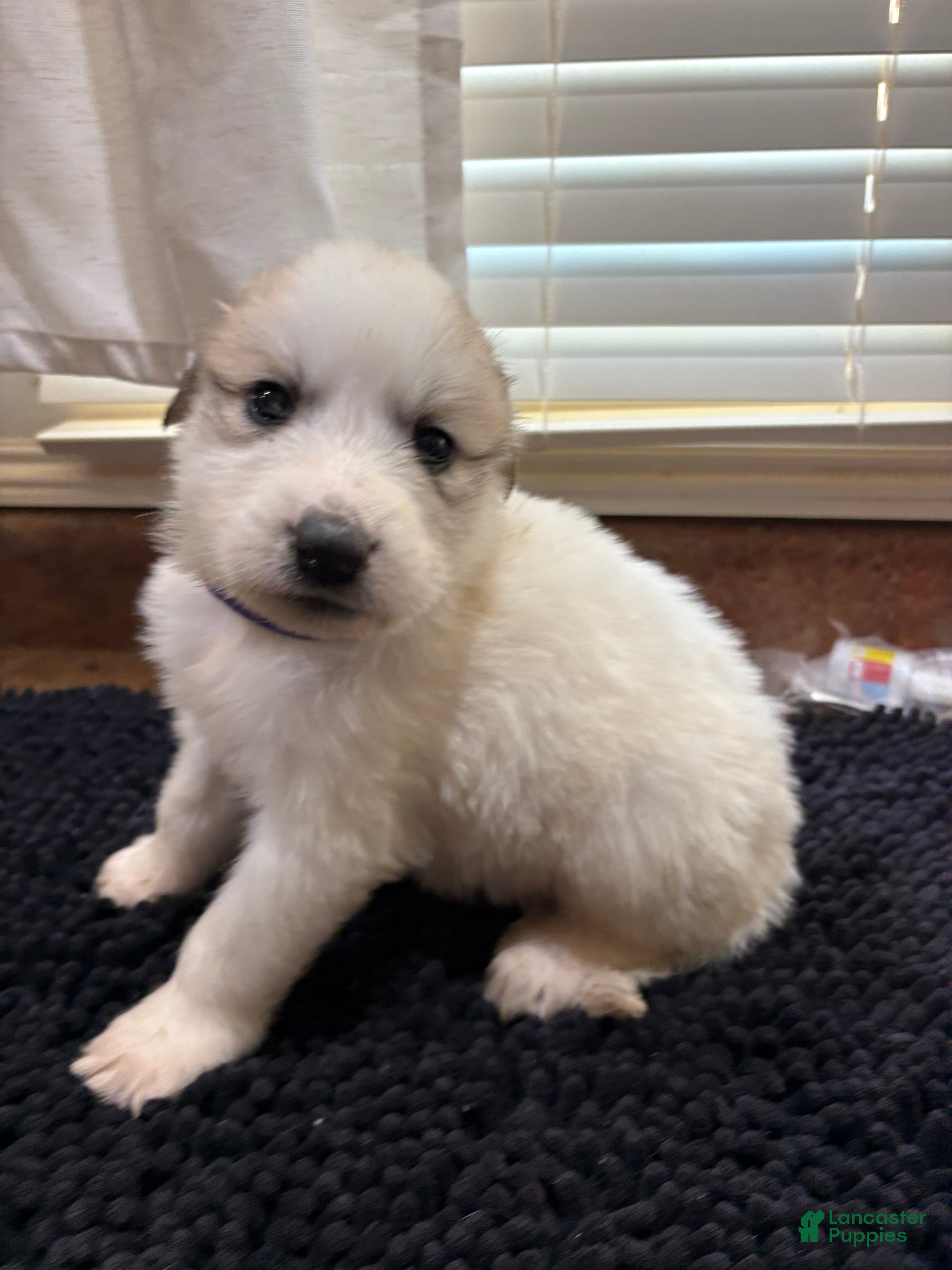 Great Pyrenees dogs for sale: black girl - Ad 32