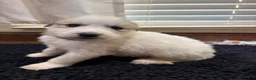 Great Pyrenees dogs for sale: black girl - Ad 1