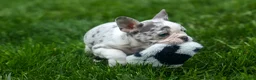 French Bulldog dogs for sale: Amelia (Merle & White) 💙🤍 - Ad 2