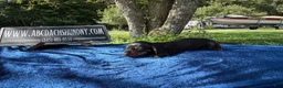 Miniature Dachshund dogs for sale: Russian Smooth’s black and tan - Ad 2