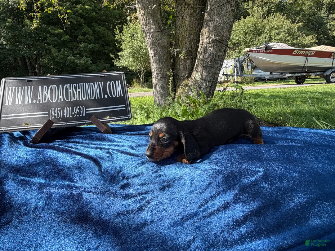 Miniature Dachshund dogs for sale: Russian Smooth’s black and tan - Ad 2