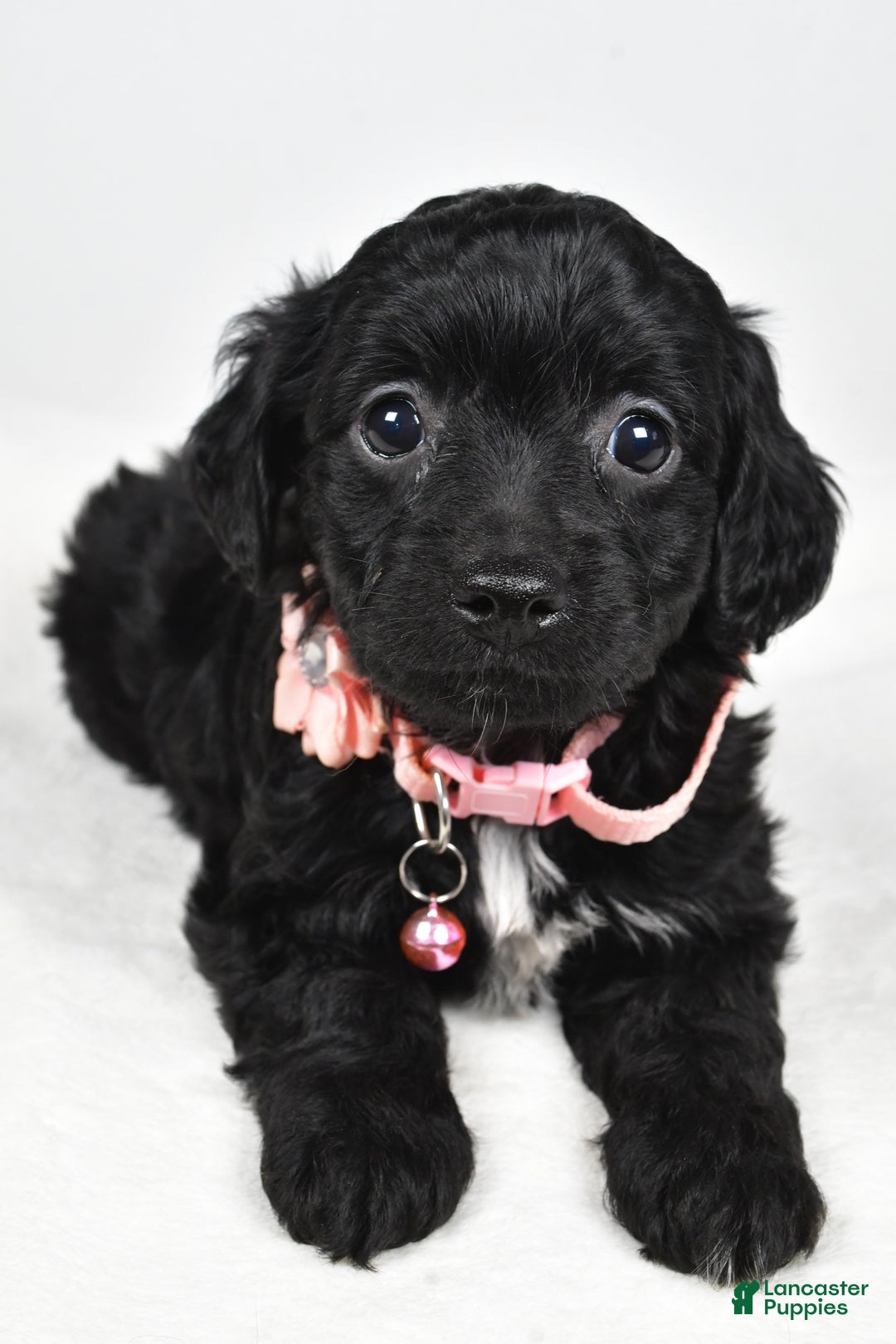 Cavapoo dogs for sale: Shelly - Ad 3