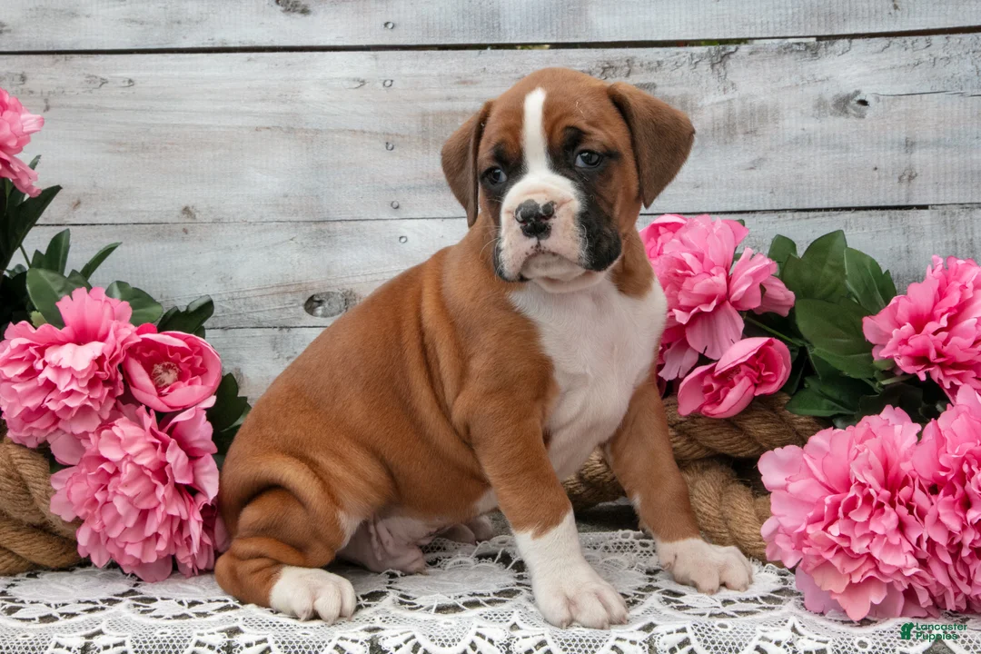 Boxer dogs for sale: Bruce - Ad 2