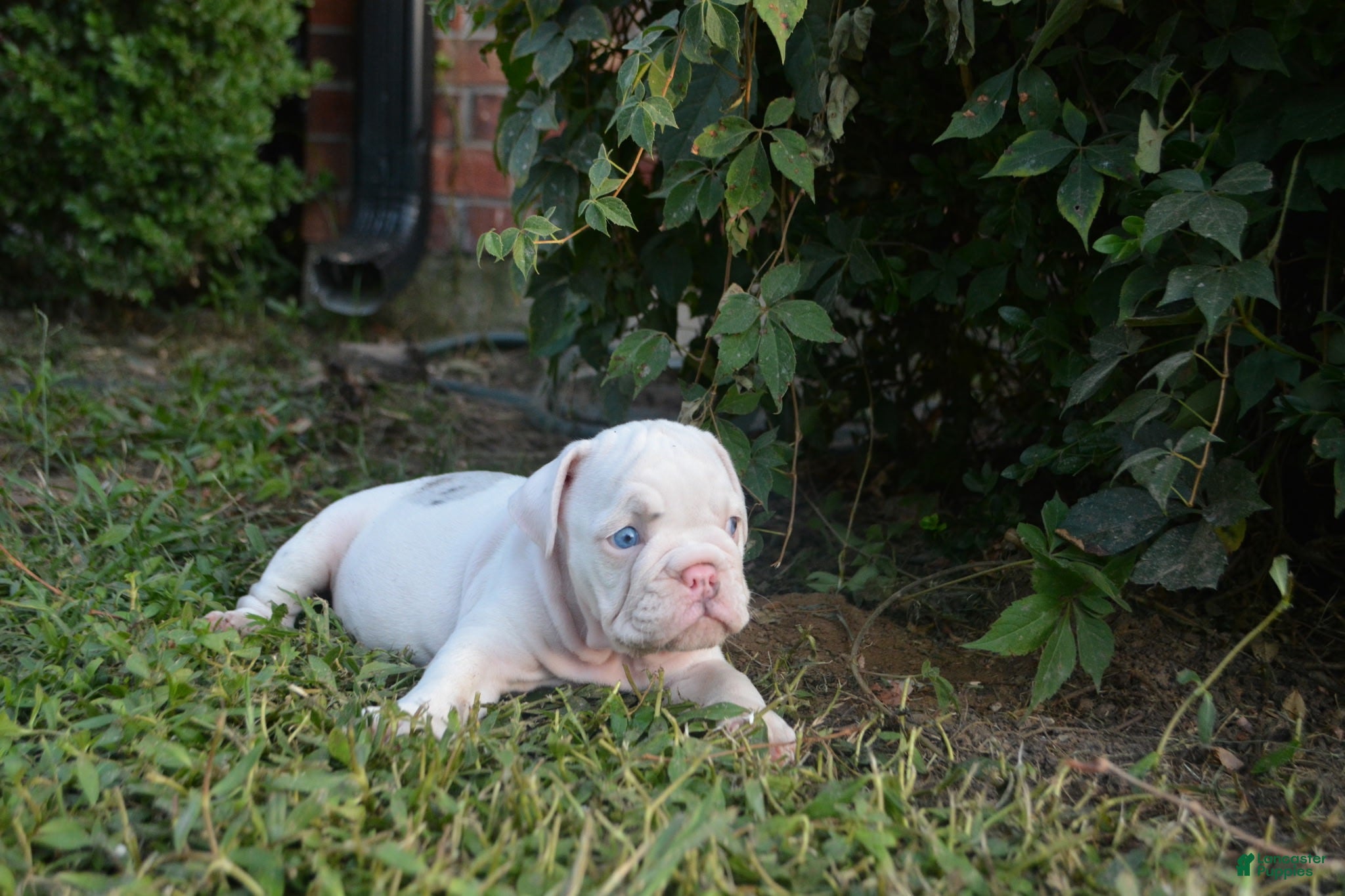 English Bulldog dogs Skye - Ad 2