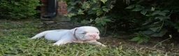 English Bulldog dogs for sale: Skye - Ad 2