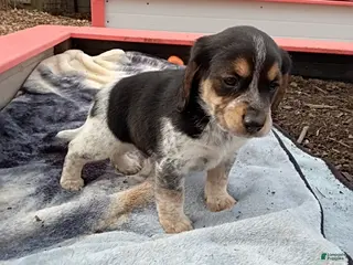 Beagle dogs Randy - Ad 22