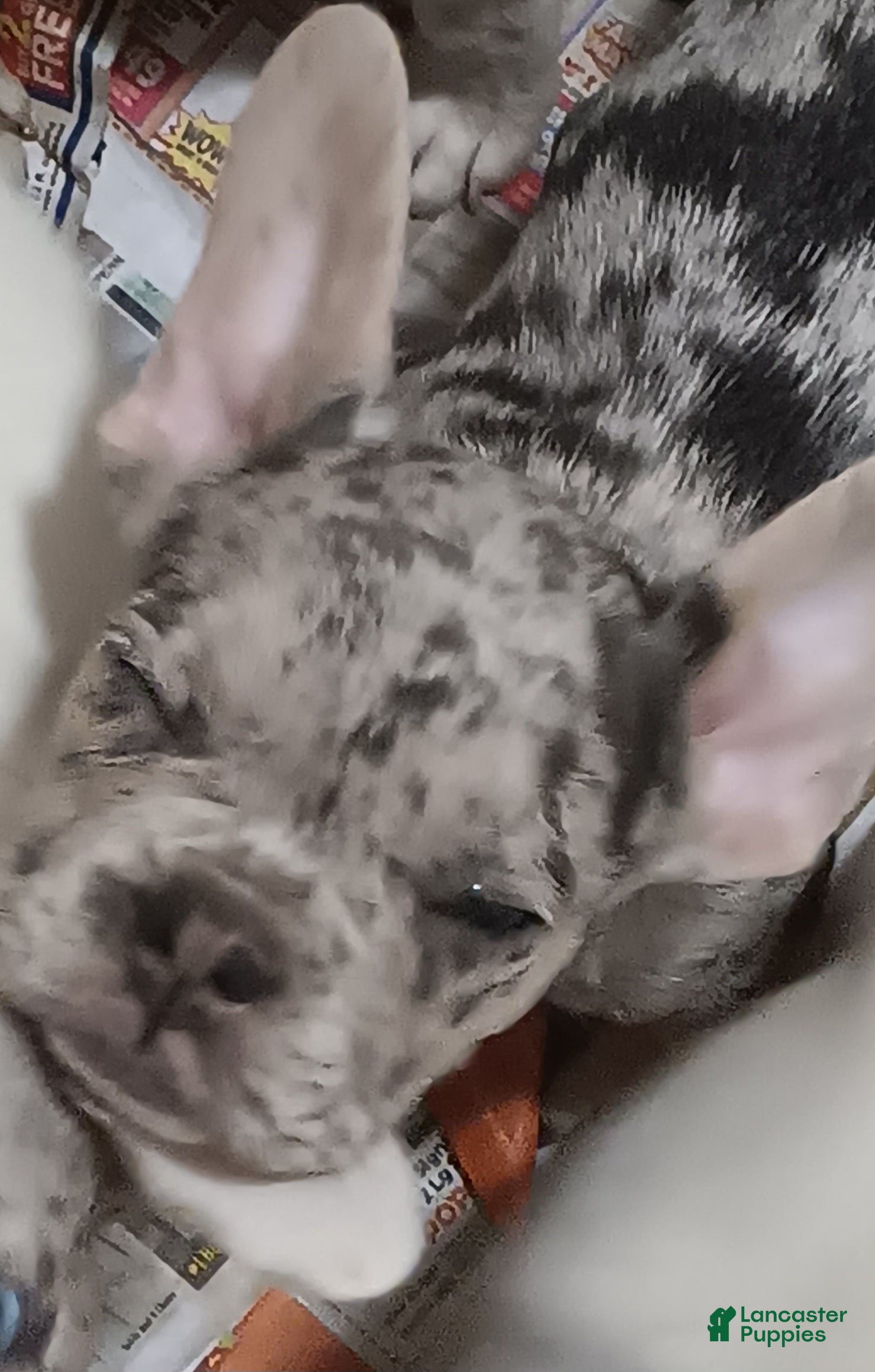 French Bulldog dogs Kason - Ad 1