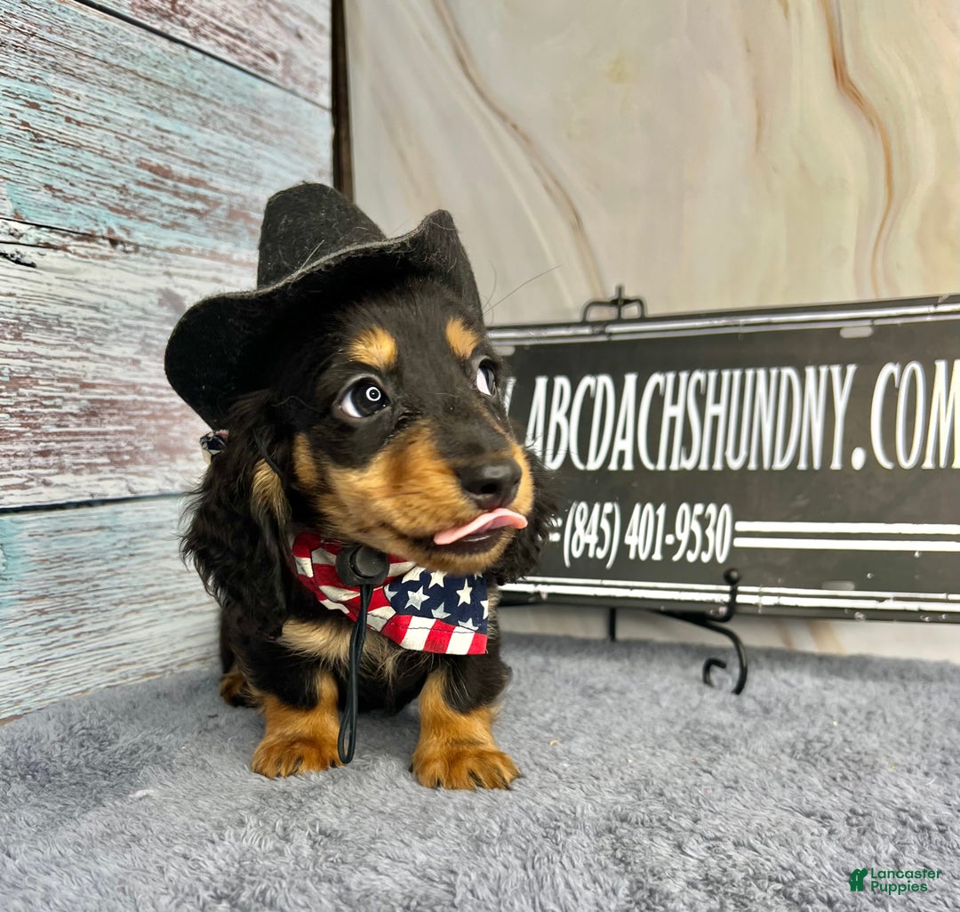 Miniature Dachshund dogs for sale: Full AKC Russian boy - Ad 5