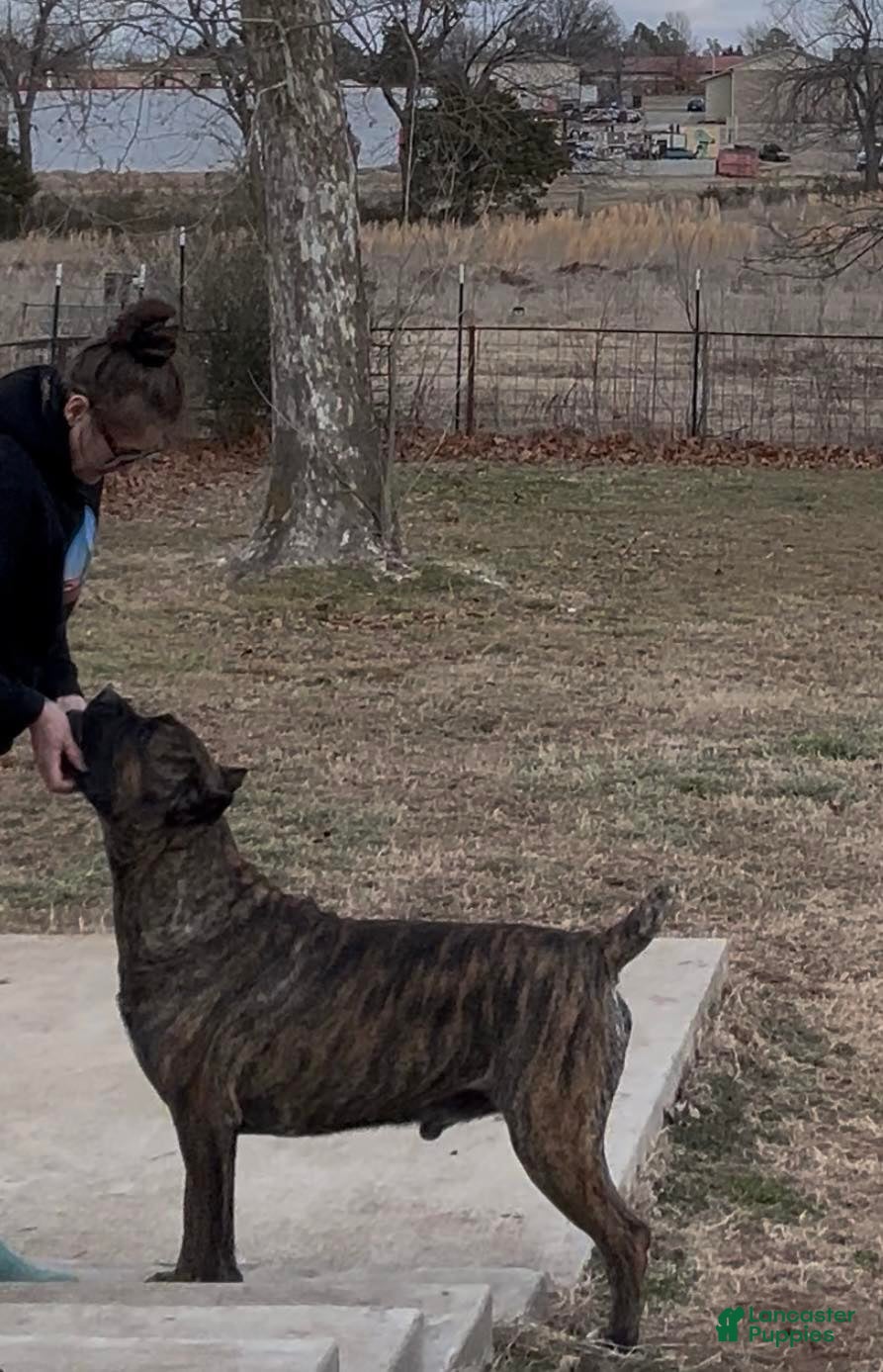 Cane Corso dogs Baloo  - Ad 30