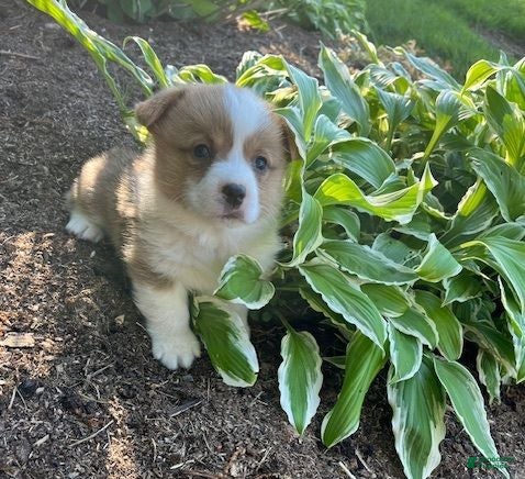 Welsh Corgi Pembroke dogs Ollie - Ad 1