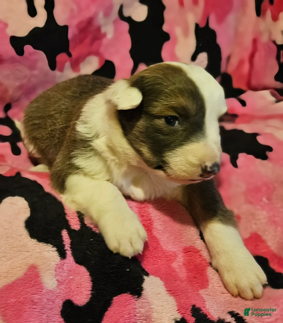 Border Collie dogs for sale: Suzy - Ad 2