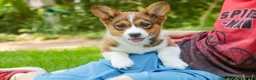 Welsh Corgi Pembroke dogs for sale: Giselle - Ad 8
