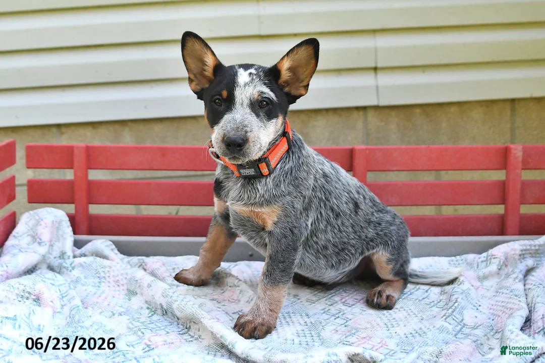 Australian Cattle Dog dogs for sale: Flicker - Ad 1