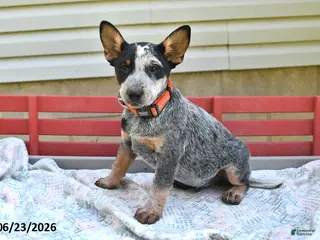 Australian Cattle Dog dogs for sale: Flicker - Ad 4