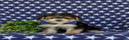 Morkie dogs for sale: Raleigh 6 lbs Full Grown - Ad 3
