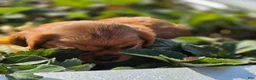 Cavalier King Charles Spaniel dogs for sale: Cavalier King Charles Spaniel 2 - Ad 12