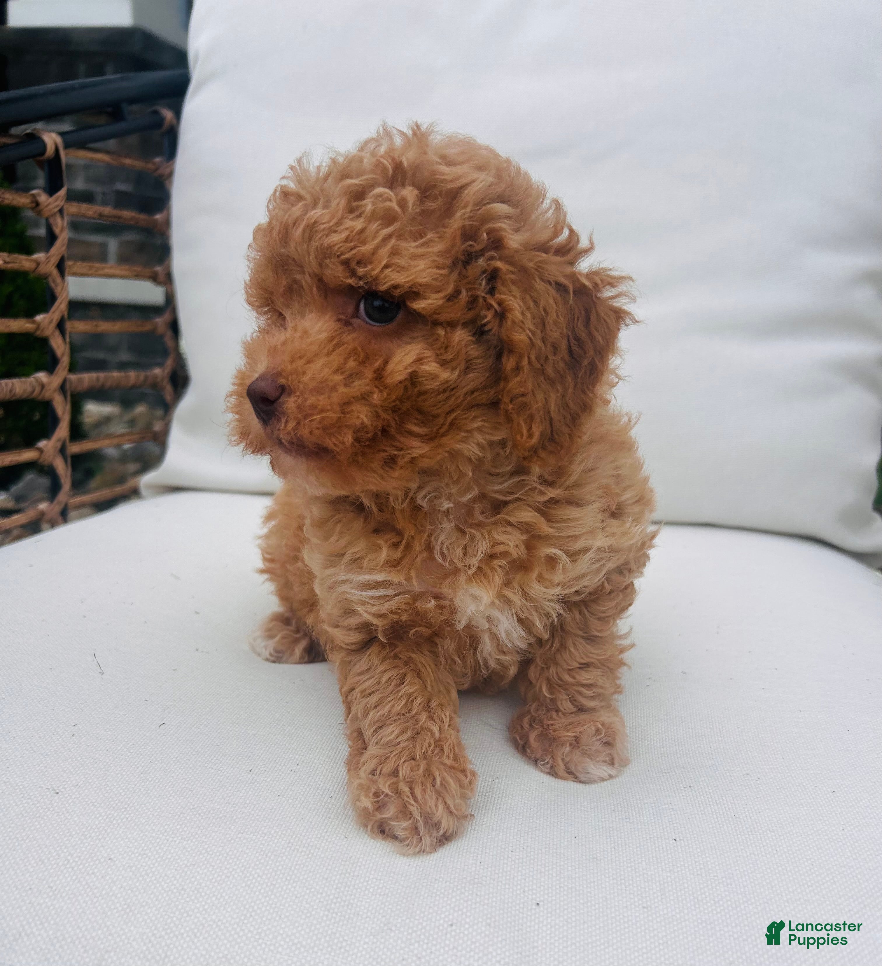 Toy Poodle dogs Teddy - Ad 2