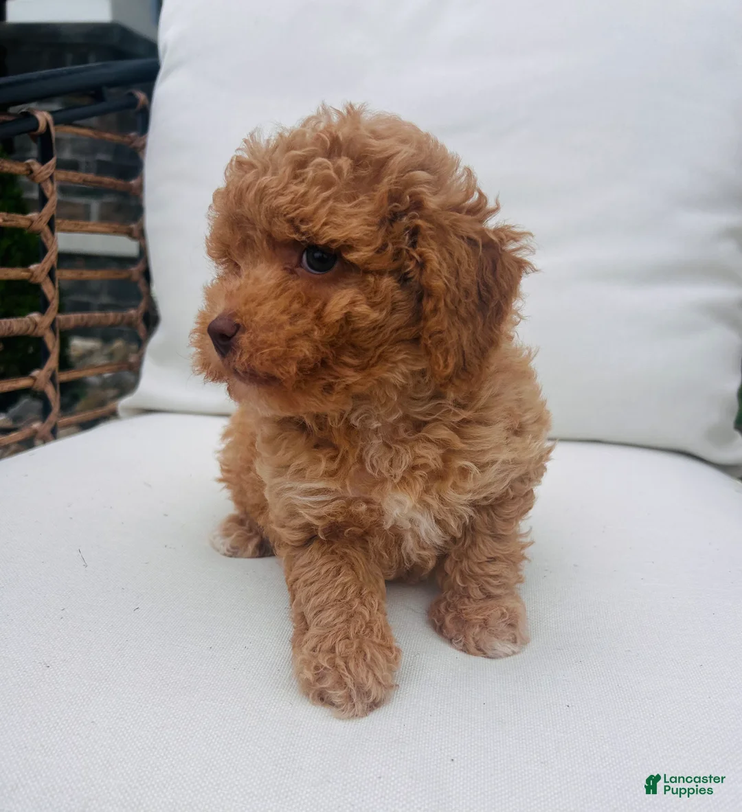 Toy Poodle dogs for sale: Teddy - Ad 2