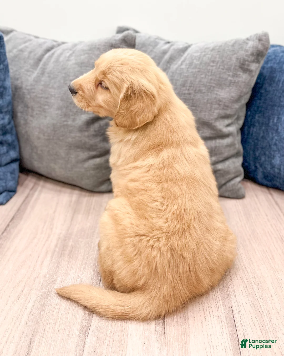 Golden Retriever dogs for sale: Millie - Ad 5