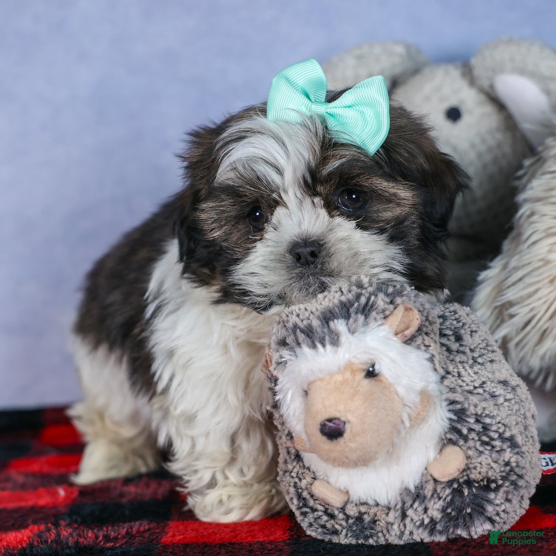 Shih Tzu dogs for sale: MERLE - Ad 1
