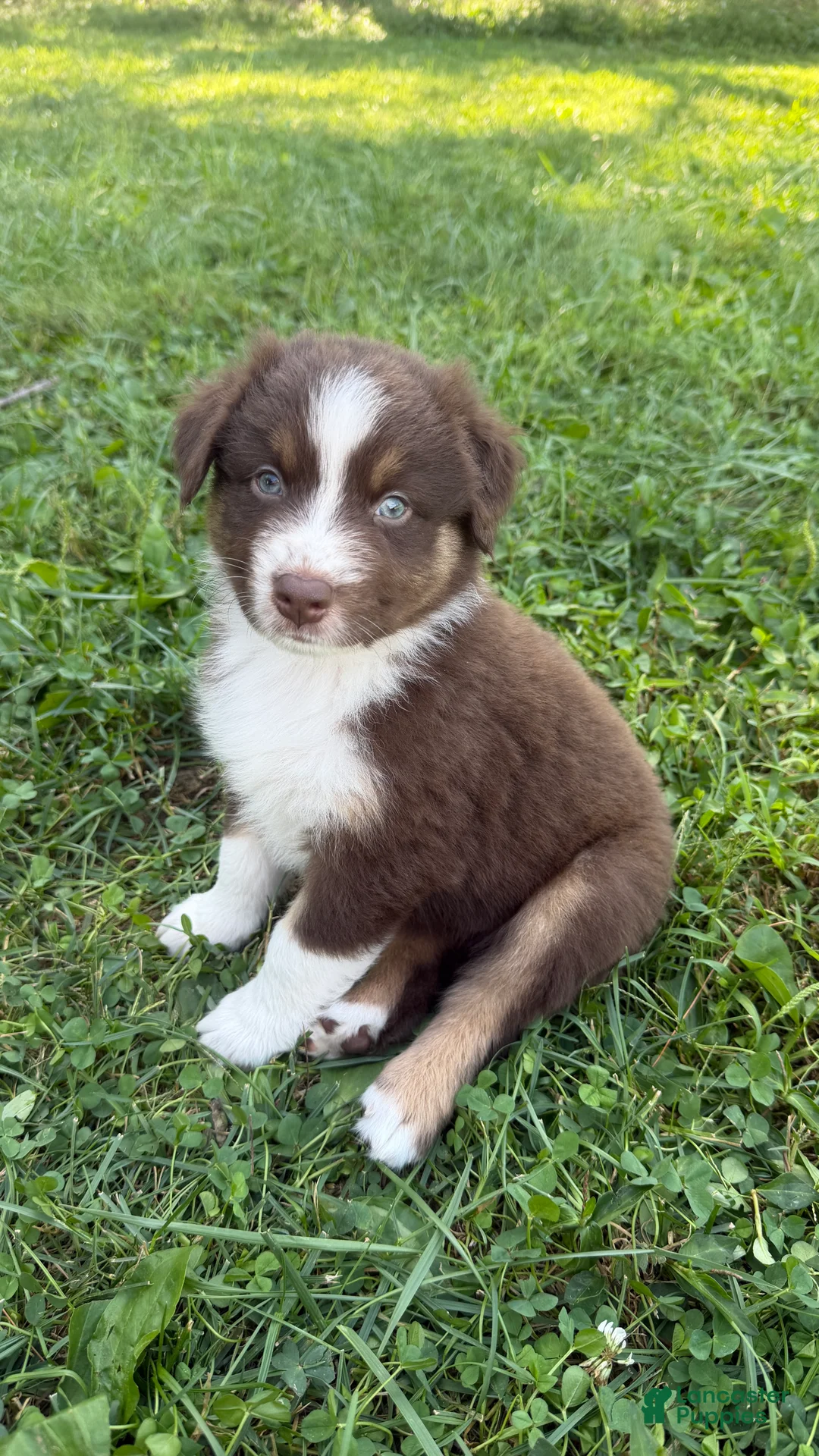 Australian Shepherd dogs for sale: Chomper - Male - Ad 1