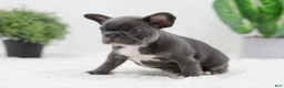 French Bulldog dogs for sale: Grace - Ad 5
