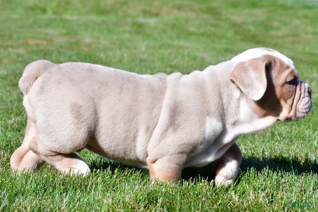 Beabull dogs for sale: Myles - Ad 11