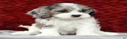 Cavapoo dogs for sale: Sonya - Ad 5
