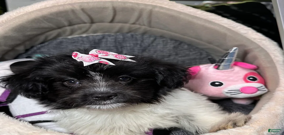 Gallery Image {{count}}