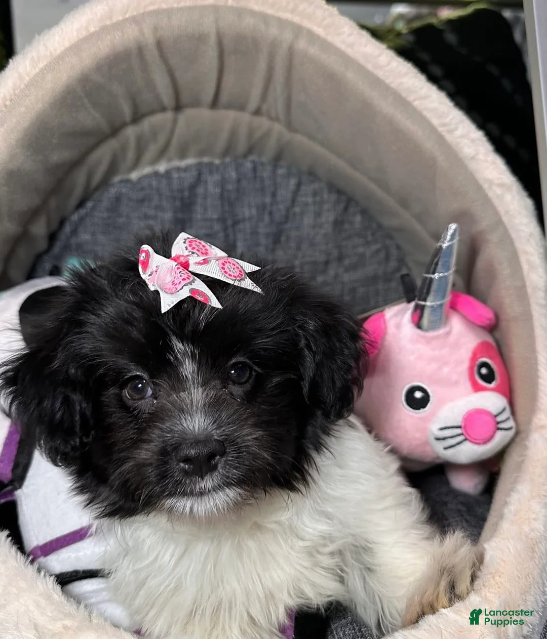 Gallery Image {{count}}