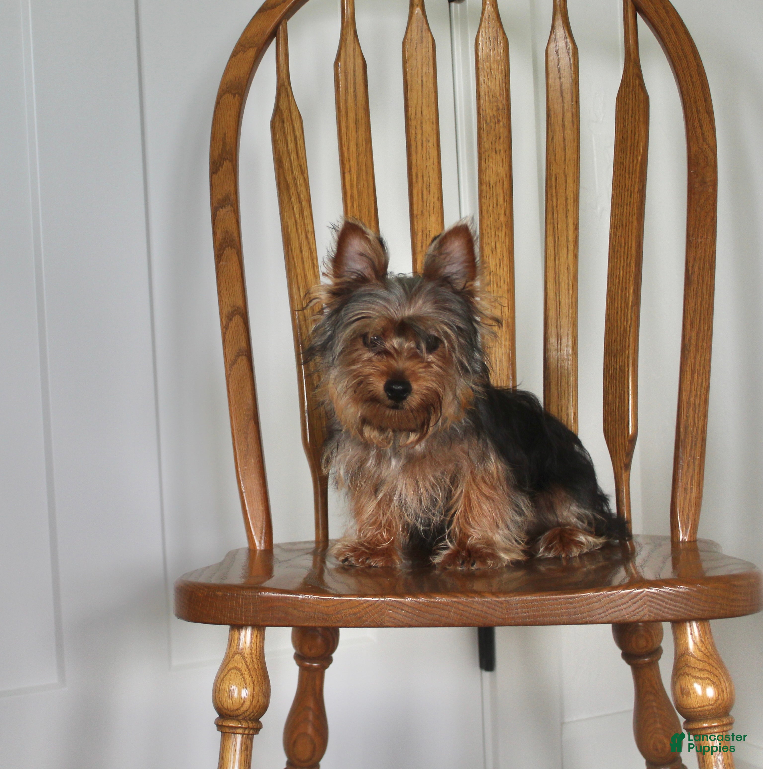 Yorkshire Terrier dogs Robot - Ad 1