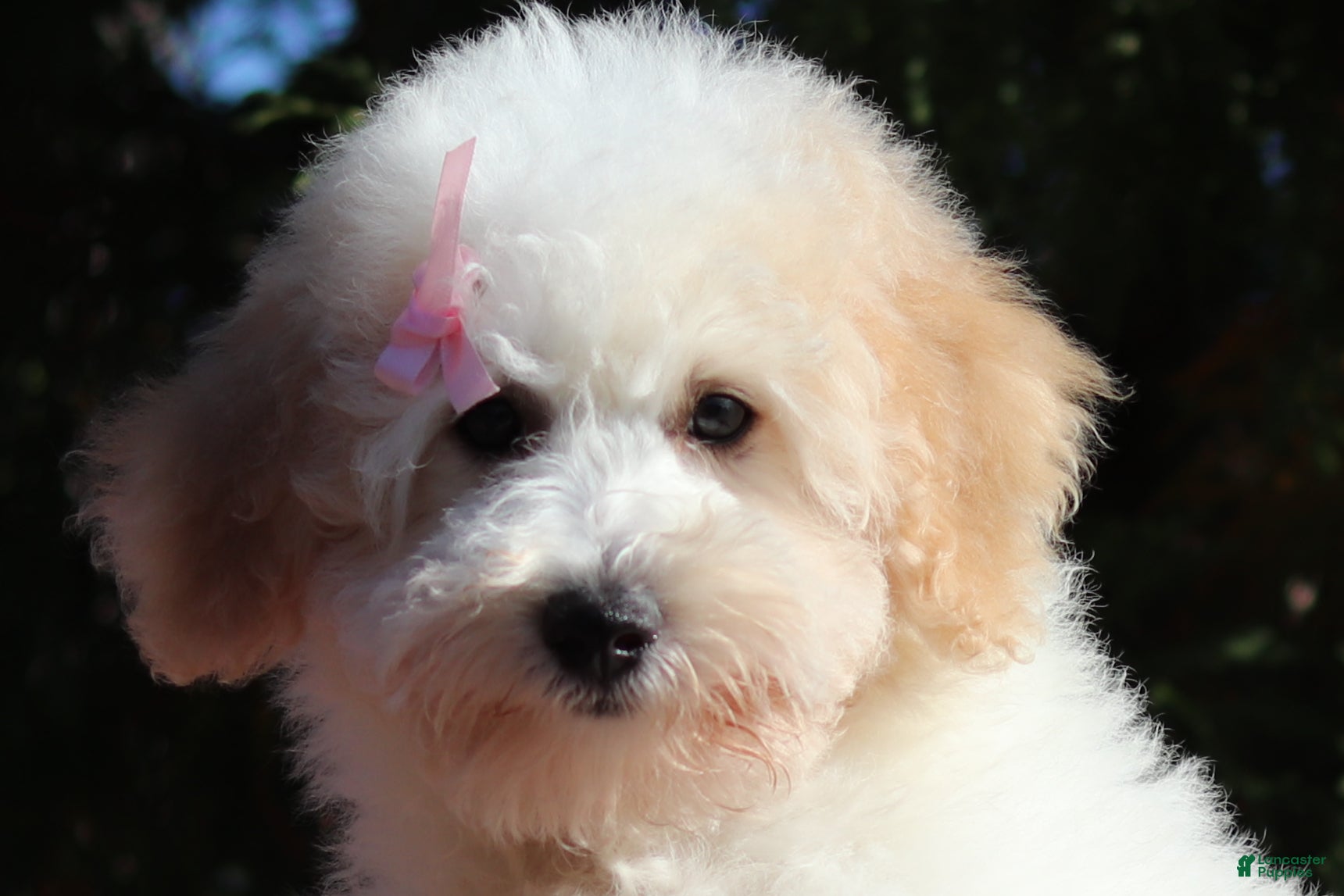 Miniature Poodle dogs Maisie (AKC) - Ad 2