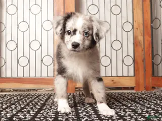 Mixed Breed dogs Cashew Male Merle Toy Aussie Poo - Ad 4