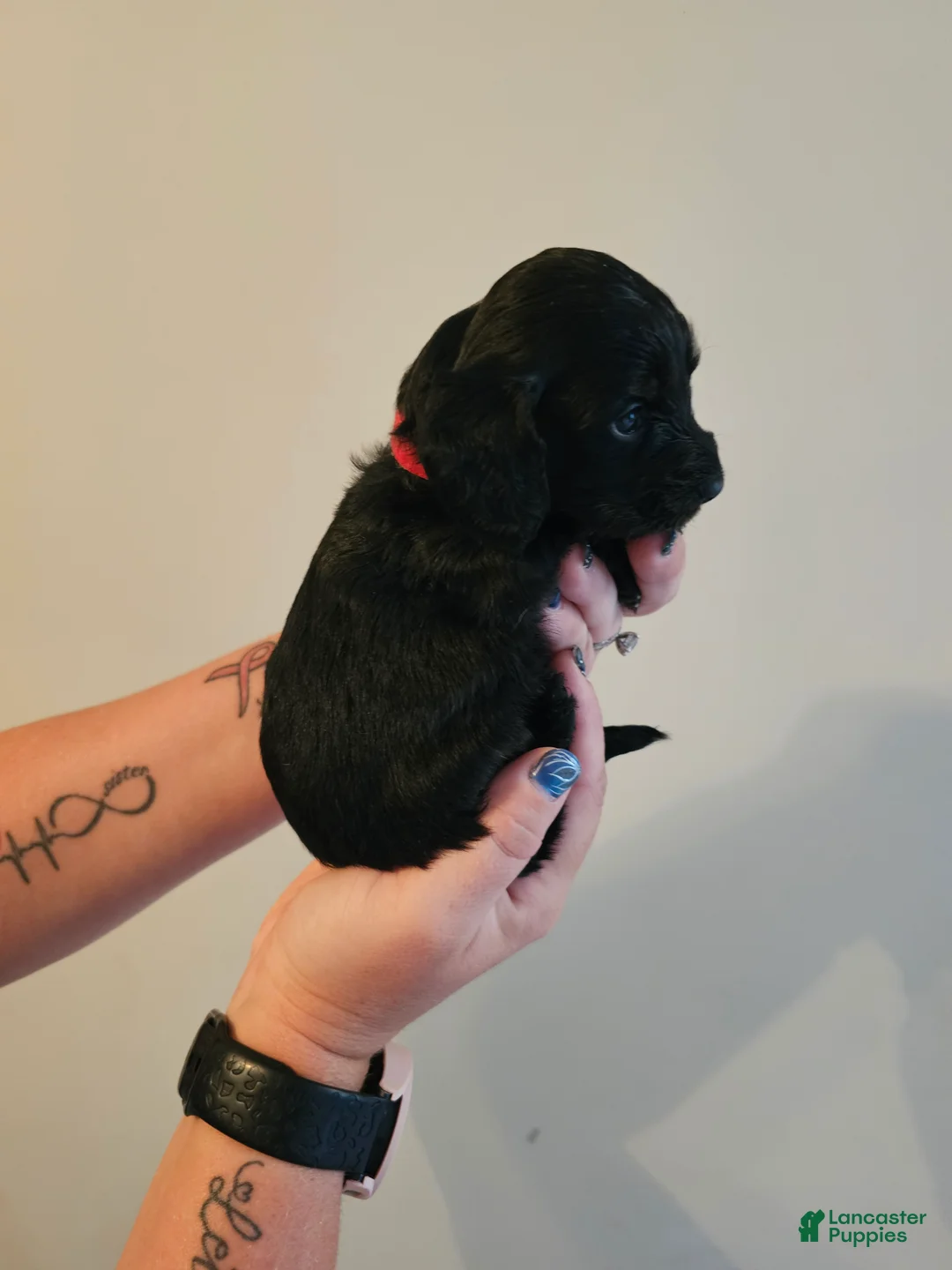 Doxiepoo dogs for sale: Doxiepoo 3 (Red collar  - Ad 1