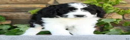 Saint Berdoodles dogs for sale: Ivy - Ad 5