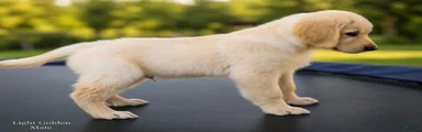 Golden Retriever 2