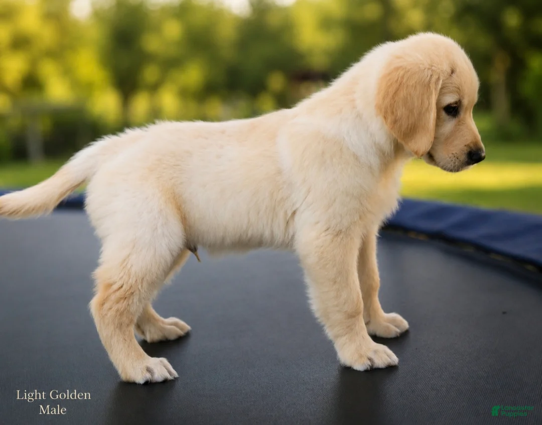 Golden Retriever dogs for sale: Golden Retriever 2 - Ad 1