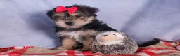 Morkie dogs for sale: Nova - Ad 18