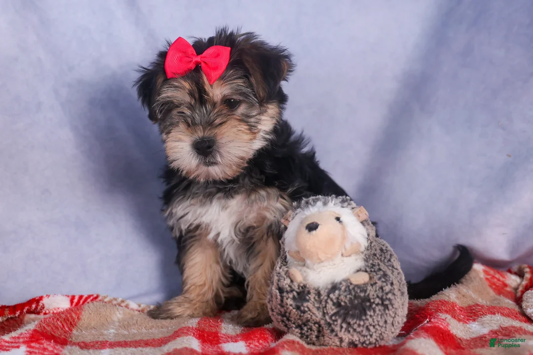 Morkie dogs for sale: Nova - Ad 18