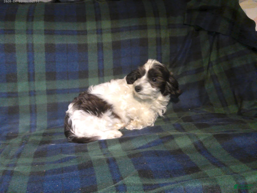 Maltipoo dogs for sale: Rowdy---  MaltiPoo male, in home raised, non-shedding - Ad 3