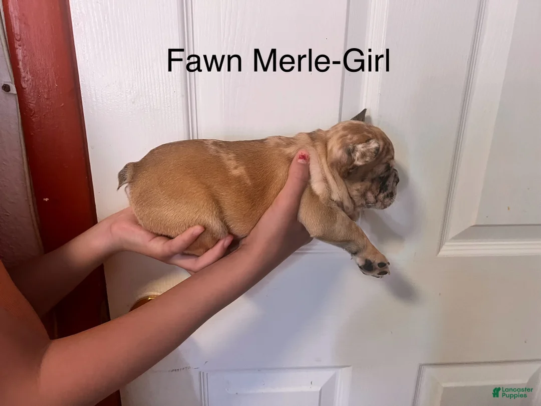 French Bulldog dogs for sale: French Bulldog 2 - Ad 2