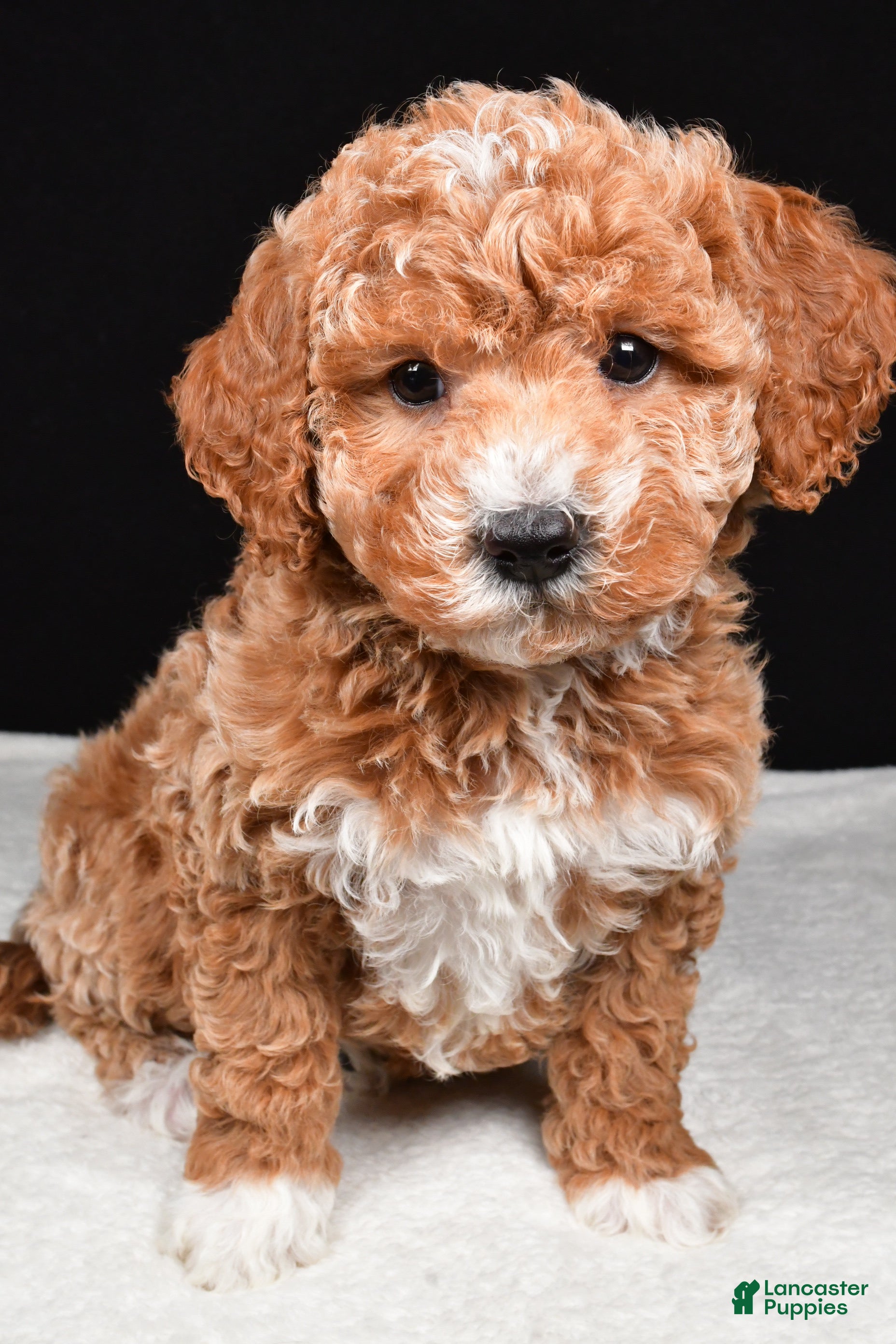 Mini Goldendoodle dogs Sophia - Ad 2