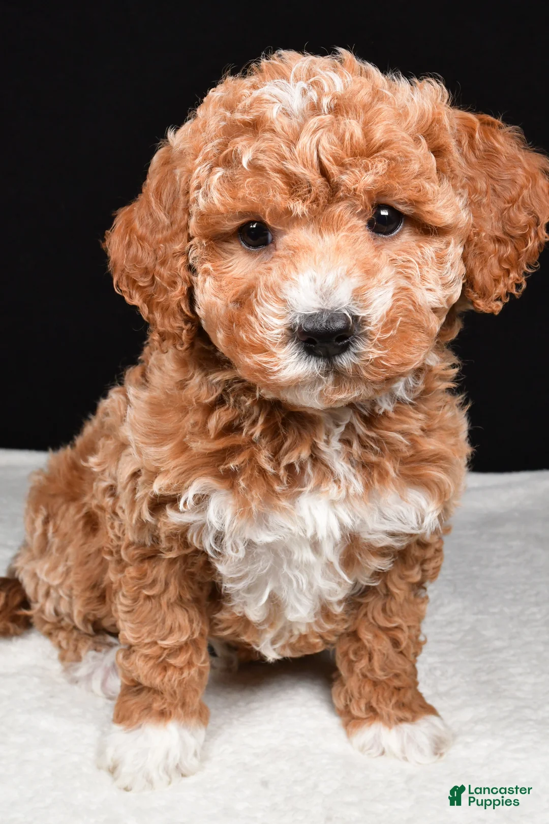 Mini Goldendoodle dogs for sale: Sophia - Ad 2