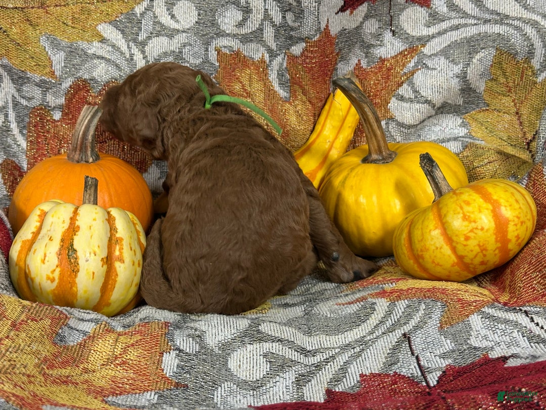 Goldendoodle dogs for sale: Green - Ad 8