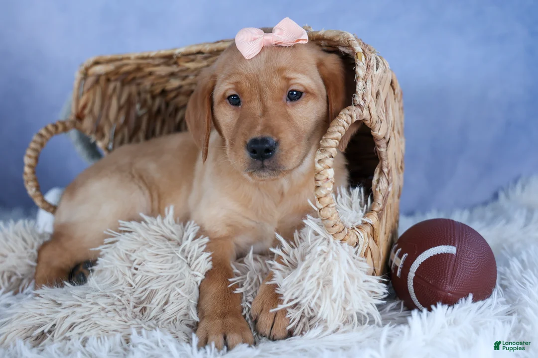 Labrador Retriever dogs for sale: DIXIE - Ad 1