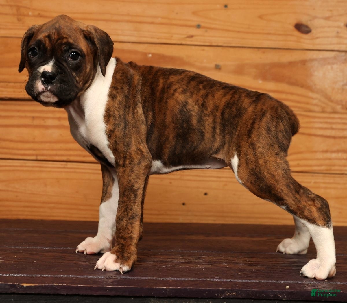 Boxer dogs Snowy - Ad 4